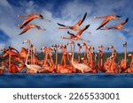 Flamingos, Mexico wildlife. Flock of bird in the river sea water, with dark blue sky with clouds. American flamingo, pink red birds in the nature mangrove habitat, Ria Celestun, Yucatan, Mexico.