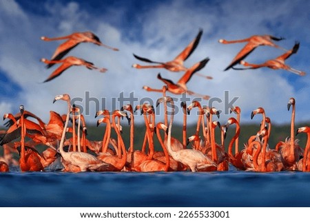 Flamingos, Mexico wildlife. Flock of bird in the river sea water, with dark blue sky with clouds. American flamingo, pink red birds in the nature mangrove habitat, Ria Celestun, Yucatan, Mexico.