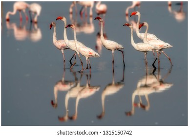 Flamingos In Mumbai