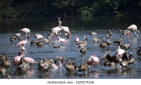 Flamingos In Navi Mumbai. 19 January 2022