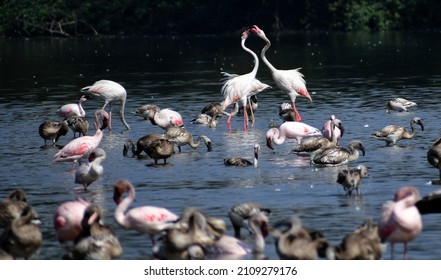 Flamingos In Navi Mumbai. 19 January 2022