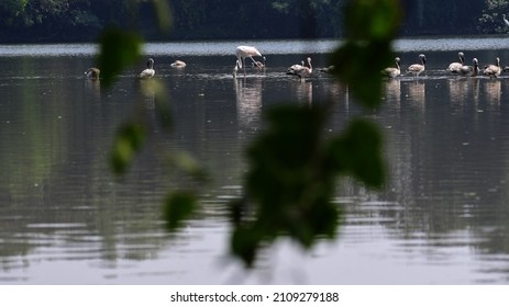 Flamingos In Navi Mumbai. 19 January 2022