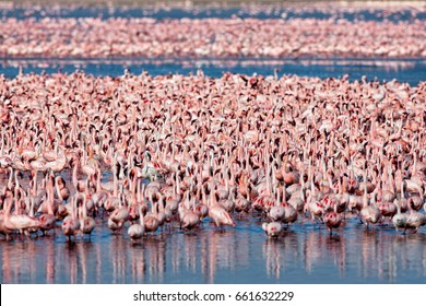 Flamingos. Ngorongoro Crater. Tanzania