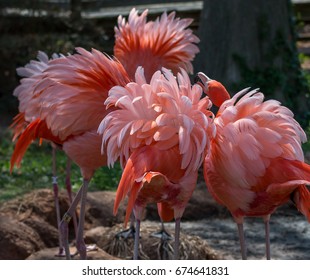 Flamingos At The Oklahoma City Zoo