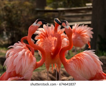 Flamingos At The Oklahoma City Zoo