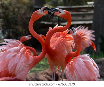 Flamingos, Oklahoma City Zoo