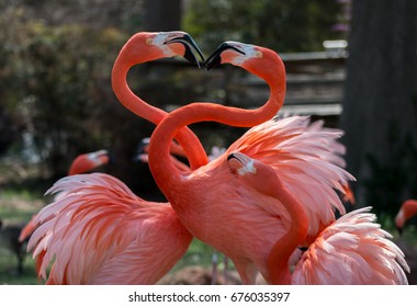 Flamingos, Oklahoma City Zoo