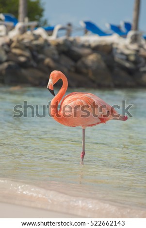 Flamingos on the Aruba beach. Flamingo beach