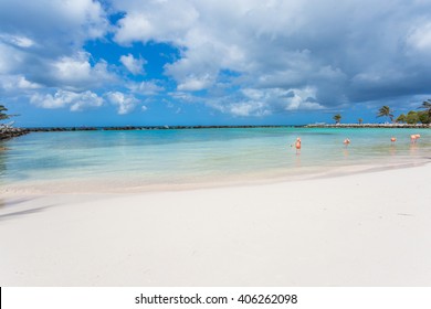 Flamingos On The Beach