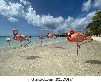 Flamingos On A Beach In Aruba