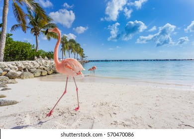Flamingos on the beach. Aruba island - Powered by Shutterstock
