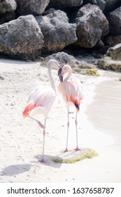 Flamingos On De Palm Island In Aruba