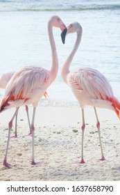 Flamingos On De Palm Island In Aruba