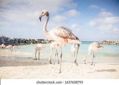 Flamingos on De Palm Island in Aruba