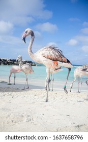 Flamingos On De Palm Island In Aruba