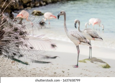 Flamingos On De Palm Island In Aruba