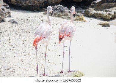 Flamingos On De Palm Island In Aruba