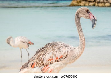 Flamingos On De Palm Island In Aruba