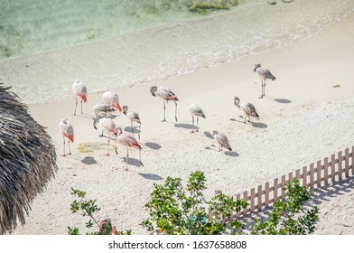 Flamingos On De Palm Island In Aruba