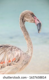 Flamingos On De Palm Island In Aruba