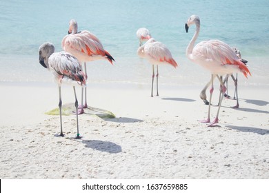 Flamingos On De Palm Island In Aruba