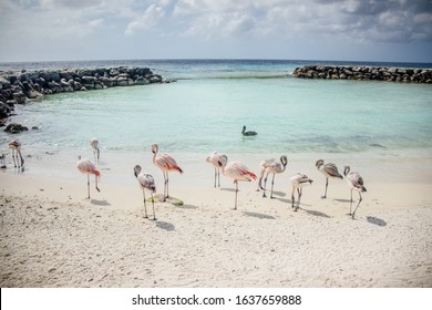 Flamingos On De Palm Island In Aruba