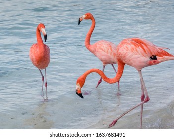 Flamingos on Flamingo Beach in Aruba