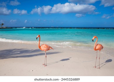 Flamingos on Flamingo beach, Renaissance Island, Oranjestad, Aruba, Lesser Antilles, Netherlands Antilles, Caribbean, Central America