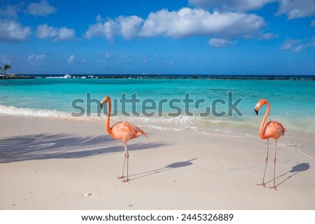 Flamingos on Flamingo beach, Renaissance Island, Oranjestad, Aruba, Lesser Antilles, Netherlands Antilles, Caribbean, Central America