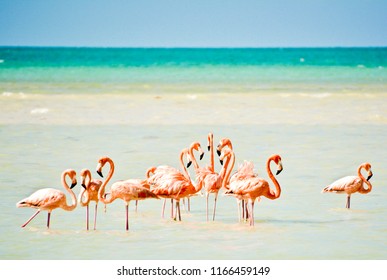 Flamingos On Isla Holbox In Mexico