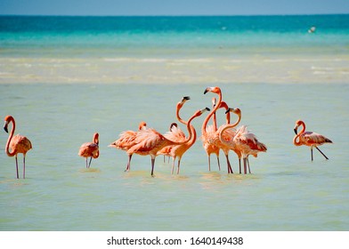 Flamingos On Isla Holbox, Mexico