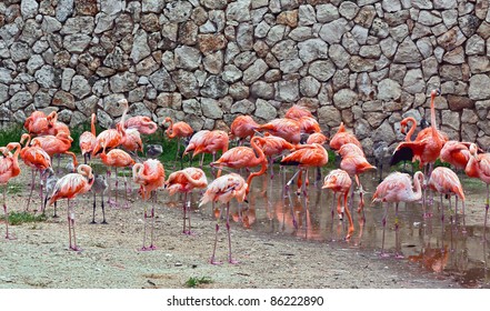 Flamingos In The Park As Xcaret - Mexico