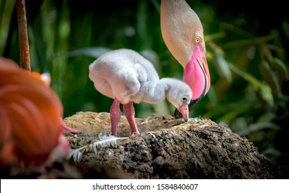 Flamingos (Phoenicopteridae) newborn baby with his mother, the flamingo's chick is at his mother's guard and cares for him.