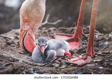 Flamingos (Phoenicopteridae) newborn baby with his mother.