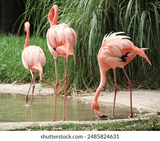 Flamingos,
Pink flamingos,
Birds,
Flock,
Wildlife,
Nature,
Tropical,
Wetlands,
Wading birds,
Plumage,
Colorful,
Group,
Scenic,
Lake,
Birdwatching,
Natural habitat,
Elegant,
Ornithology,
Beautiful - Powered by Shutterstock