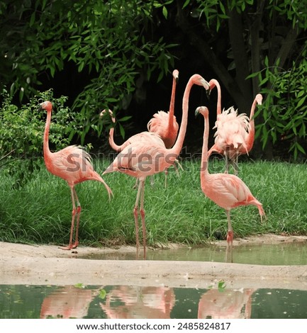 Flamingos,
Pink flamingos,
Birds,
Flock,
Wildlife,
Nature,
Tropical,
Wetlands,
Wading birds,
Plumage,
Colorful,
Group,
Scenic,
Lake,
Birdwatching,
Natural habitat,
Elegant,
Ornithology,
Beautiful