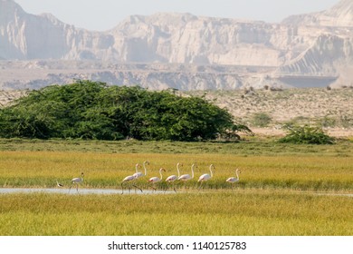 Flamingos, Qeshm Island, Iran