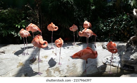 Flamingos At The San Antonio Zoo