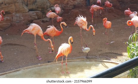 Flamingos At The San Antonio Zoo