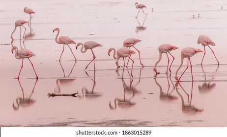 flamingos in small groups in the lagoon of Walvis Bay, Namibia - Powered by Shutterstock