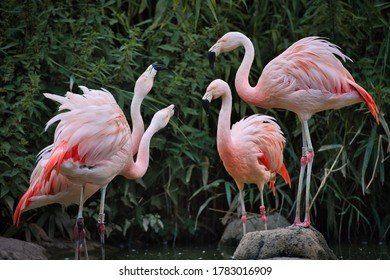 Flamingos standing in a group