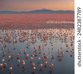 Flamingos are striking wading birds known for their vibrant pink plumage and long, thin legs. They inhabit shallow lakes, lagoons, and coastal areas, using their uniquely shaped bills to filter-feed.