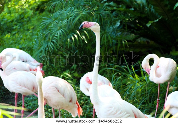 Flamingos Taipei Zoo Stock Photo Edit Now