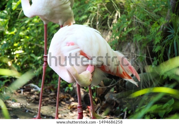 Flamingos Taipei Zoo Stock Photo Edit Now