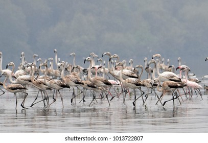 Flamingos in their morning stroll. Enjoying their togetherness.