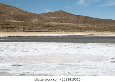 Flamingos wading in shallow water at Salar de Uyuni salt flats in Bolivia, surrounded by arid hills and a vast white salt layer under a clear blue sky. - Powered by Shutterstock