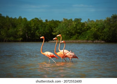 Flamingos walk on water in the Rio Lagartos Biosphere Reserve, Yucatan, Mexico