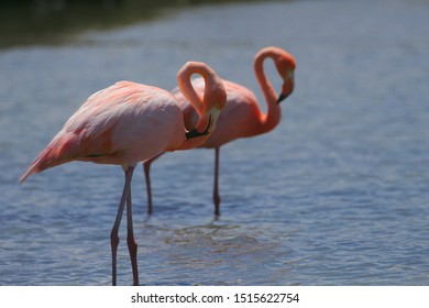 Flamingos Walking In A Lake, Acting The Same Way. Galápagos National Park, Ecuador.