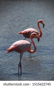 Flamingos Walking In A Lake. Galápagos National Park, Ecuador.