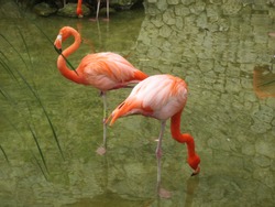 Flamingos In Water